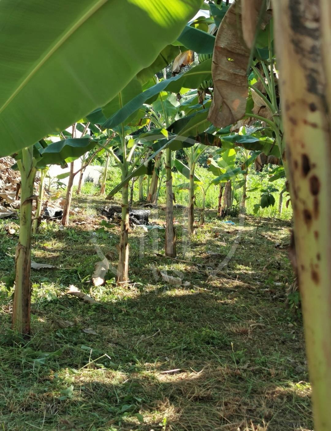 Land for sale in Phuket – photo 4